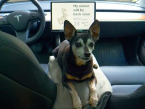 dog inside tesla